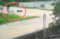 Diseruduk Sapi, Nelayan Alami Patah Tulang Punggung