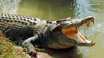 Asyik Mancing Diserang Buaya, Kaki Pria Ini Tercabik-cabik