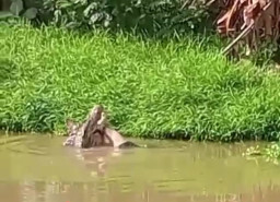 Cari Ikan, Nelayan Tewas Diterkam Buaya