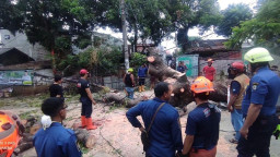 Hujan Gerimis, Pengendara Honda Beat Tewas Tertimpa Pohon Kedondong