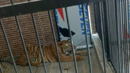 3 Tahun Memberi Makan, Supri Tewas Dimangsa Harimau Majikan