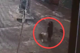 Antar Anaknya Sekolah, Ibu Hamil Ditikam hingga Tewas