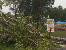 Hujan Disertai Angin Kencang, Tiga Tiang Listrik di Sangking Baru Tumbang
