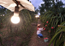 Program Electrifying Agriculture PLN Akan Wakili Indonesia di Tingkat Global