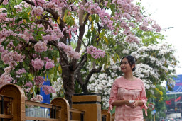 Mulai Bermekaran, Bunga Tabebuya Hiasi Jalanan Protokol di Surabaya