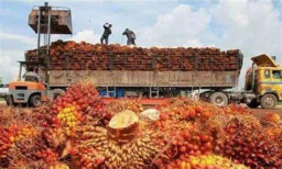 Rugikan Petani, APPKSI Minta Jokowi Hapus Pungutan Ekspor CPO,DMO dan DPO