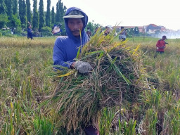 Petani Kedurus Surabaya Panen Beras Merah