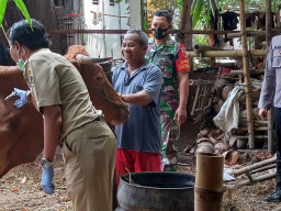 Bhabinkamtibmas Desa Besuki Beri Vaksin PMK