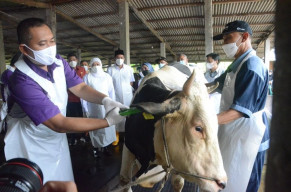 Bupati  dan Gubernur Jawa Timur  Memastikan Hewan Ternak Sidoarjo Tervaksin PMK