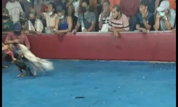 Tak Mau Diremehkan, Polres Kediri Siap Tindak Judi Sabung Ayam di Puncu