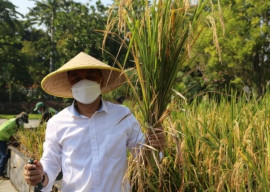 Cak Eri Panen Padi di Halaman Taman Surya