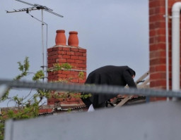 Demi Beribadah ke Sinagog, Pria Yahudi Ini Jalan Lewat Atap Tetangga