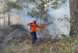 Semak dan Lahan di Taman Wisata Alam Gunung Batur Bukit Payang Bangli, Dilalap Api