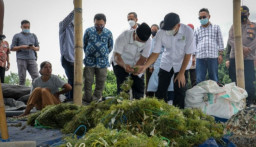 MenKop UKM Dorong Budidaya Lobster sebagai Produk Unggulan Daerah Lombok Timur