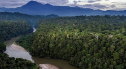 Hutan Hujan Sumatera Masuk Dalam Daftar Bahaya Unesco