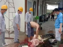 WNA China Sembelih dan Kuliti Buaya, BKSDA: Mereka Tak Tahu Itu Dilindungi