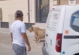 Seekor Singa Santai Berjalan-jalan di Trotoar Saudi Arabiyah