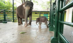 Anak Gajah di KBS Mati, Pecinta Satwa: Kenapa Ditutup-tutupi, Bisa Dipidanakan Lho!