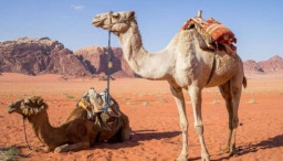 Flu Onta Hantui Suporter Bola di Qatar