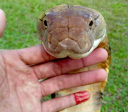 Satu Gigitan Ular Kobra Bisa Bunuh 20 Orang Dewasa hingga Gajah
