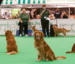 Pameran Anjing pun,  Rusia Dilarang Ikut