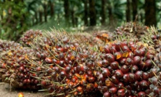 Levy Ekspor CPO Harus Dihapuskan, jika tidak, Krisis Ekonomi Tinggal Tunggu Waktu