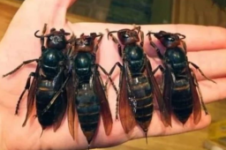 Turun dari Mobil, Ramli Tewas Diserang Kawanan Lebah Besar