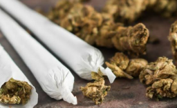 Gitaris Berinisial G, Ditangkap Polisi karena Ganja