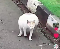 Ditembak 3 Kali, Perut Kucing Ini Membesar sampai Kesulitan Jalan