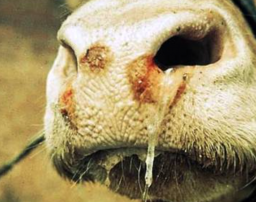 Sapi yang Terjangkit Penyakit Mulut dan Kuku Wajib Dimusnahkan