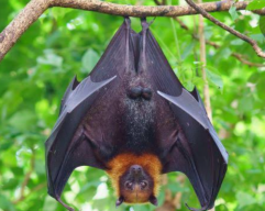 Awas  Virus Hendra Mengancam, Jika Terjangkit 80 Persen Tak Tertolong