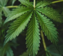 Ayam Dikasih Suplemen Ganja, Lebih Sehat dan Dagingnya Lebih Lembut