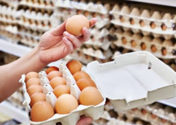 Harga Telur Masih Selangit, Tembus Rp 31.500 per Kg