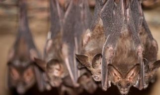 Kelelawar Rusia Membawa Virus Mirip Covid