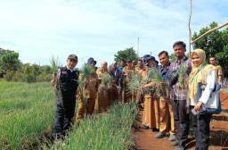 Dinas Pertanian Kota Lubuklinggau Gelar Panen Bawang Merah