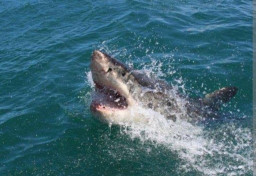 Lompat dari Jetski, Gadis 16 Tahun Tewas Digigit Hiu