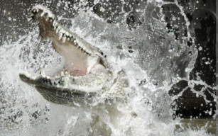 Asik Menjaring Udang, Maruddin Tewas Diserang Buaya