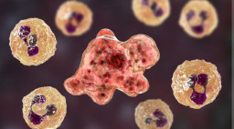 Diduga karena Amuba Pemakan Otak, Pria Ini Meninggal usai Cuci Hidung dengan Air Kran