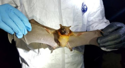 Ilmuwan China Temukan Varian Baru Virus Corona di Kelelawar