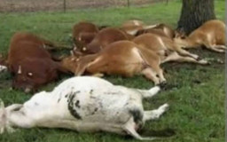 Antraks di Gunung Kidul Dipicu Warga yang Makan Sapi yang Sudah Dikubur