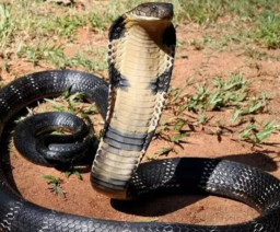 Atraksi HUT RI ke-78, Pawang Ular Tewas Dipatuk King Cobra