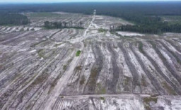 Food Estate Jokowi Senilai Rp 108 Triliun Dinilai sebagai Proyek Gagal Total