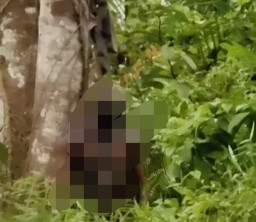 Mayat Pria Tergantung di Pohon, Bikin Heboh Warga