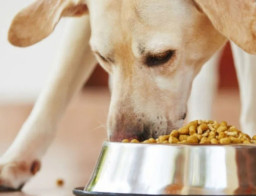 Potongan Jasad Bayi, Dimakan Anjing
