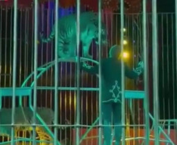 Pelatih Sirkus Digigit Harimaunya Sendiri di Depan Penonton