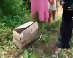 Dimasukkan Kardus lalu Dibuang, Bayi Perempuan Usia 5 Hari Ditemukan Selamat