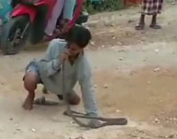 Gelar Atraksi, Hidung Abdul Munir Digigit Ular Cobra hingga Meninggal