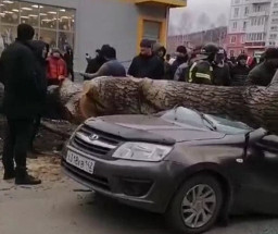 Pohon Tumbang Timpa Mobil, Dua Orang Tewas