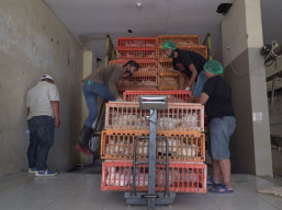 Mengupas Bisnis Ayam yang Tetap Berkembang di Masa Pandemi