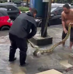 Saat Banjir di Jalan Mayjend Sungkono Surabaya, Muncul Ular Piton Sepanjang 2 Meter